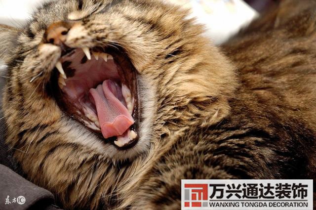 牙疼的風水牙疼是家里哪里風水不好