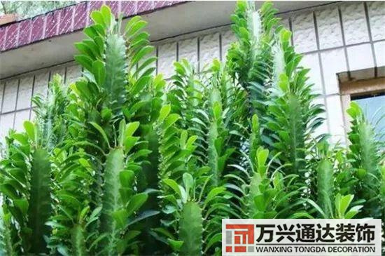 大門植物風(fēng)水大門前種什么植物風(fēng)水好