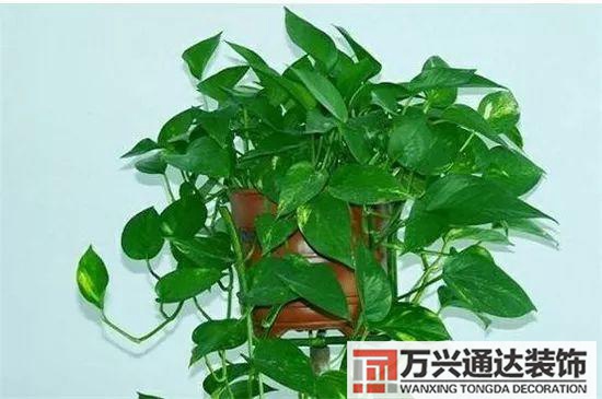 大門植物風(fēng)水大門前種什么植物風(fēng)水好