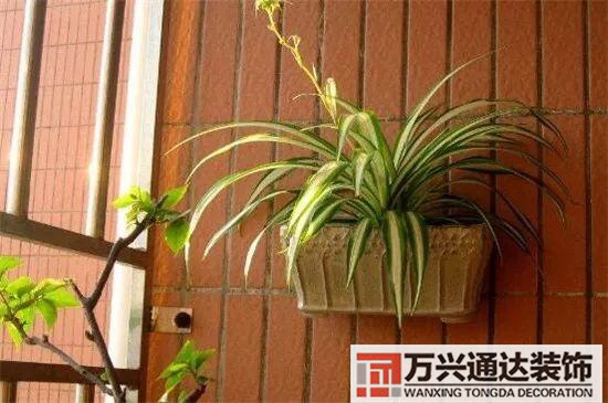 大門植物風(fēng)水大門前種什么植物風(fēng)水好