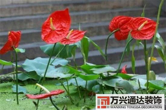 大門植物風(fēng)水大門前種什么植物風(fēng)水好