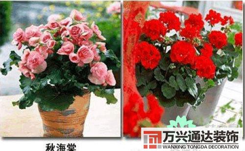 養(yǎng)花風(fēng)水禁忌室內(nèi)養(yǎng)花與擺放風(fēng)水禁忌