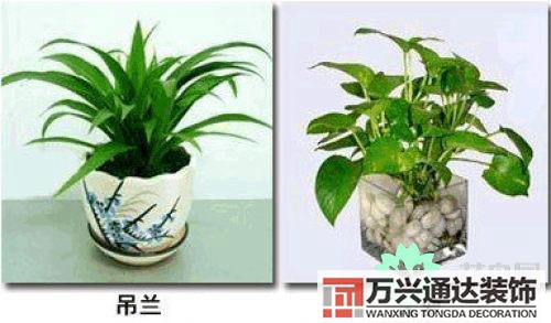 養(yǎng)花風(fēng)水禁忌室內(nèi)養(yǎng)花與擺放風(fēng)水禁忌