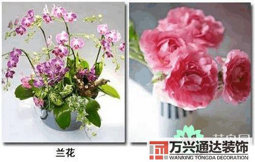 養(yǎng)花風(fēng)水禁忌室內(nèi)養(yǎng)花與擺放風(fēng)水禁忌