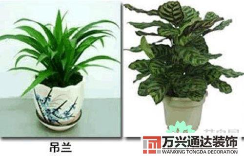 養(yǎng)花風(fēng)水禁忌室內(nèi)養(yǎng)花與擺放風(fēng)水禁忌