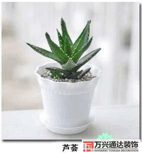 養(yǎng)花風(fēng)水禁忌室內(nèi)養(yǎng)花與擺放風(fēng)水禁忌