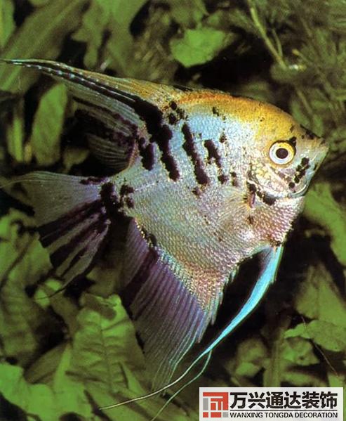 風水魚搭配風水魚搭配方案