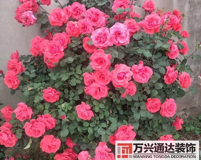 室內風水圖片室內風水布局圖解