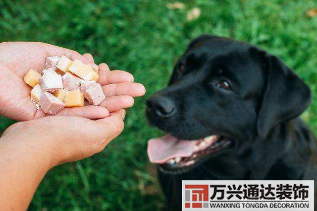 家里養(yǎng)狗對風水好嗎養(yǎng)狗最忌諱的一個生肖