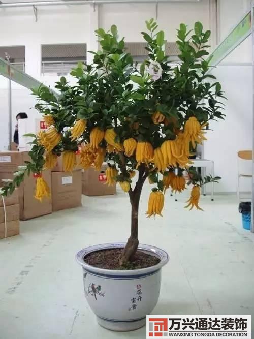 風水家里養什么花好在風水上家里養什么花最好