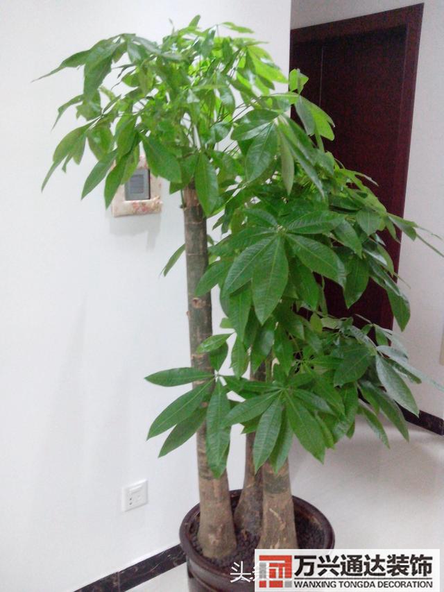 家風水植物家種風水植物