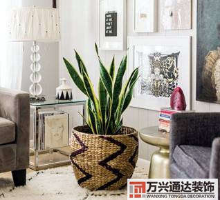 臥室植物風(fēng)水?dāng)[放臥室擺放什么植物風(fēng)水好